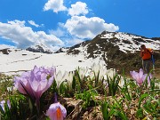 55 Sui pratoni Crocus vernus bianchi e violetti